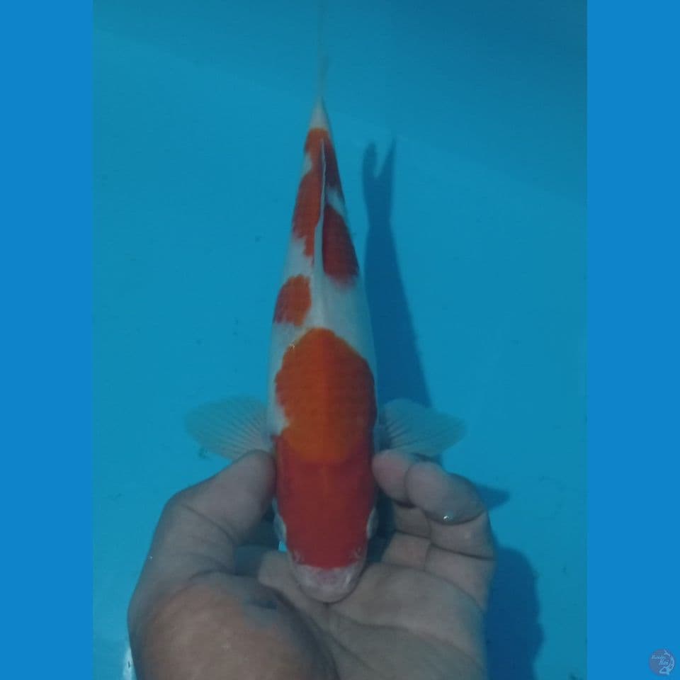 KOHAKU 25CM