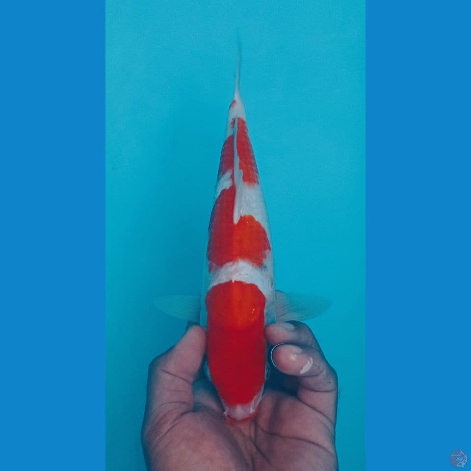 KOHAKU 30CM