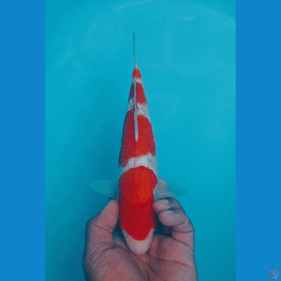 KOHAKU 29CM