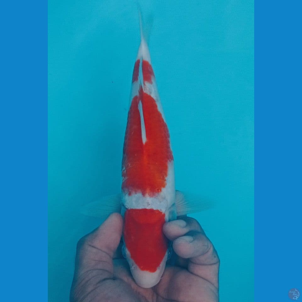 KOHAKU 27CM
