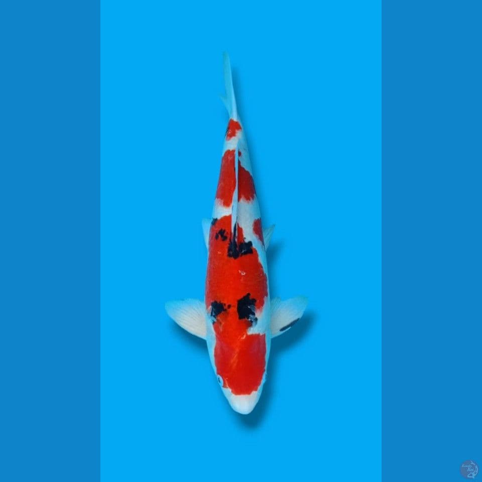 Sanke Jantan 45cm
