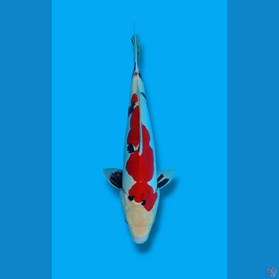 Showa Doitsu Jantan 40cm