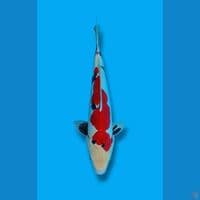 Showa Doitsu Jantan 40cm