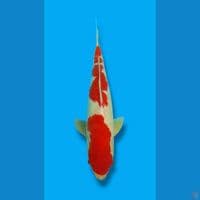 Kohaku jantan 46cm