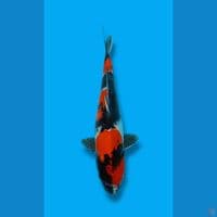 Showa betina 45cm