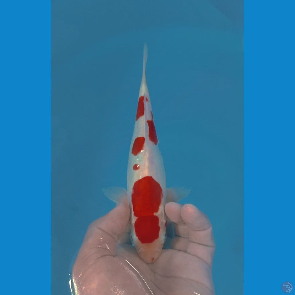 KOHAKU DOITS 24CM