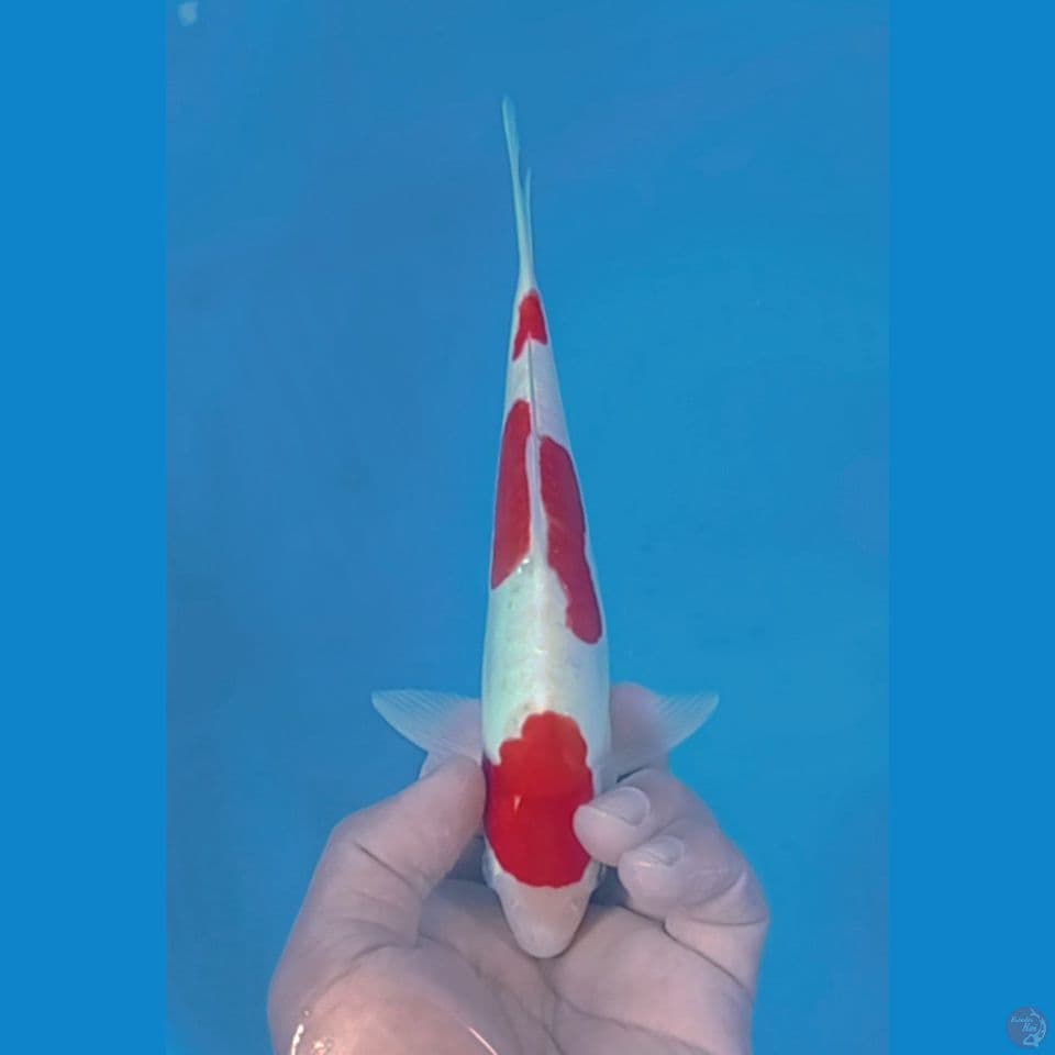 KIKUSHUI 25CM