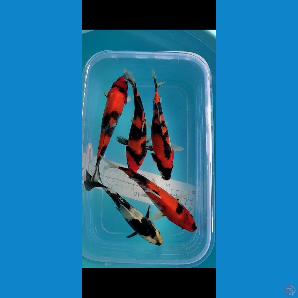 Showa Bahan keep 18xm 5 ekor