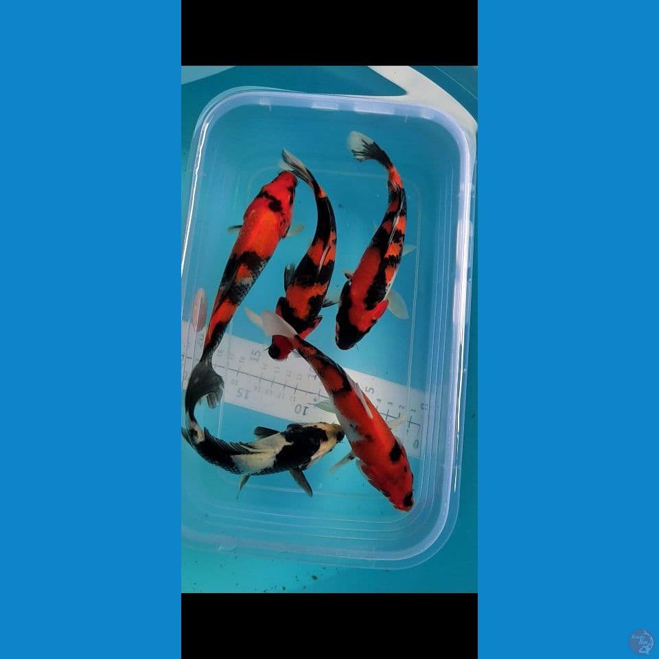 Showa Bahan keep 18xm 5 ekor