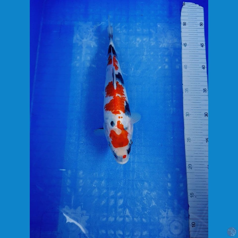 MARUTEN SHOWA 31 CM