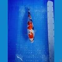 MARUTEN SHOWA 31 CM