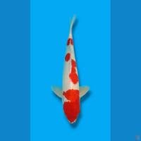 Kohaku 52 CM MALE 