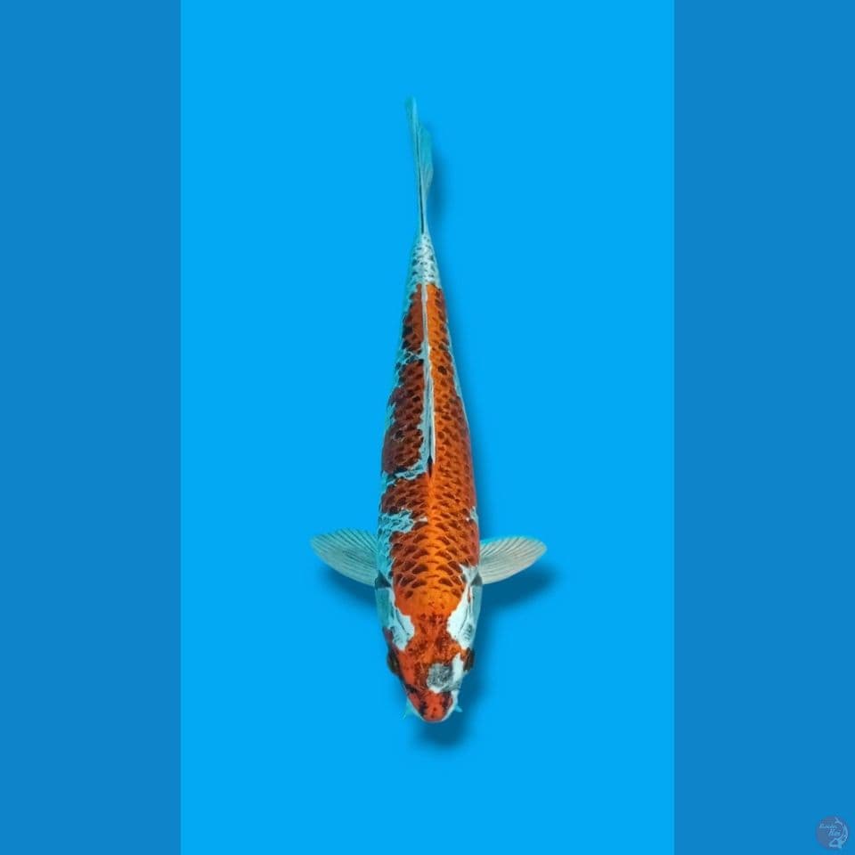 Kujaku 40CM MALE