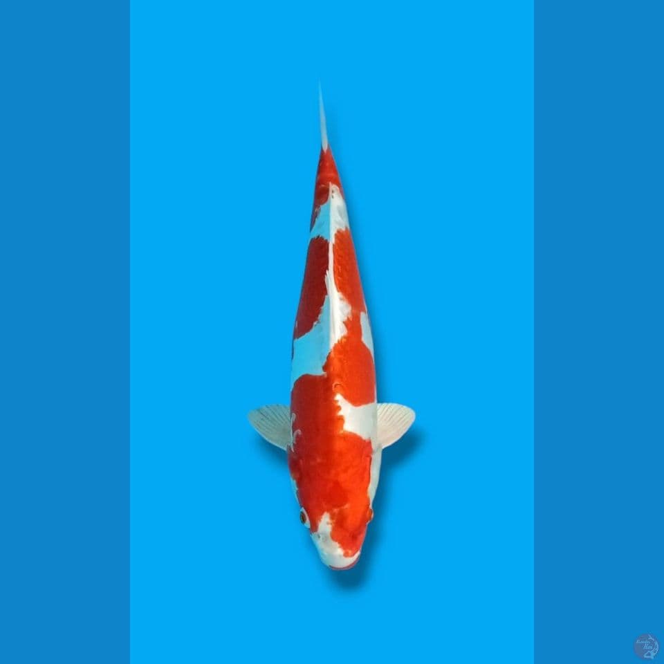 Kikushui 40 cm MALE