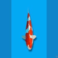 Kikushui 40 cm MALE