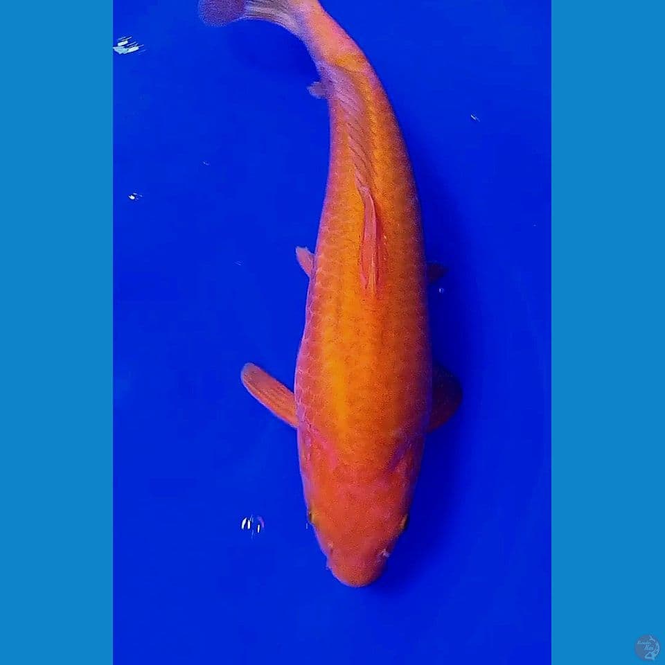 37cm benigoi munuk ml