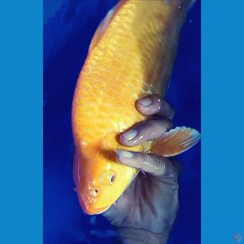 37cm mata merah punuk onta ml