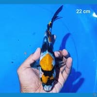 maruten showa 22 cm