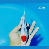 tancho kumon 20 cm
