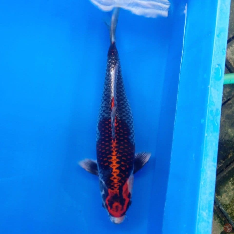 BENI GINGGA MOTOKIN 36CM