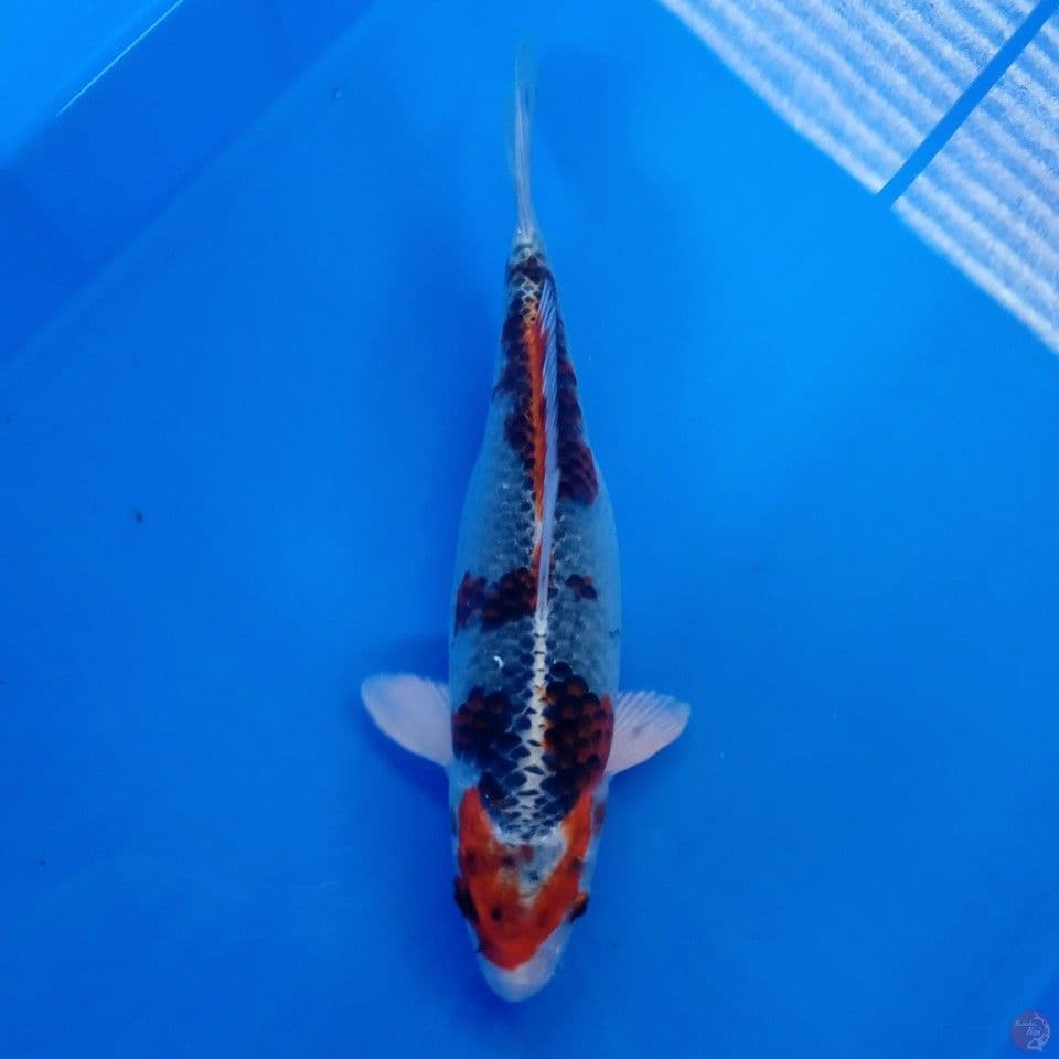 KUJAKU 30CM