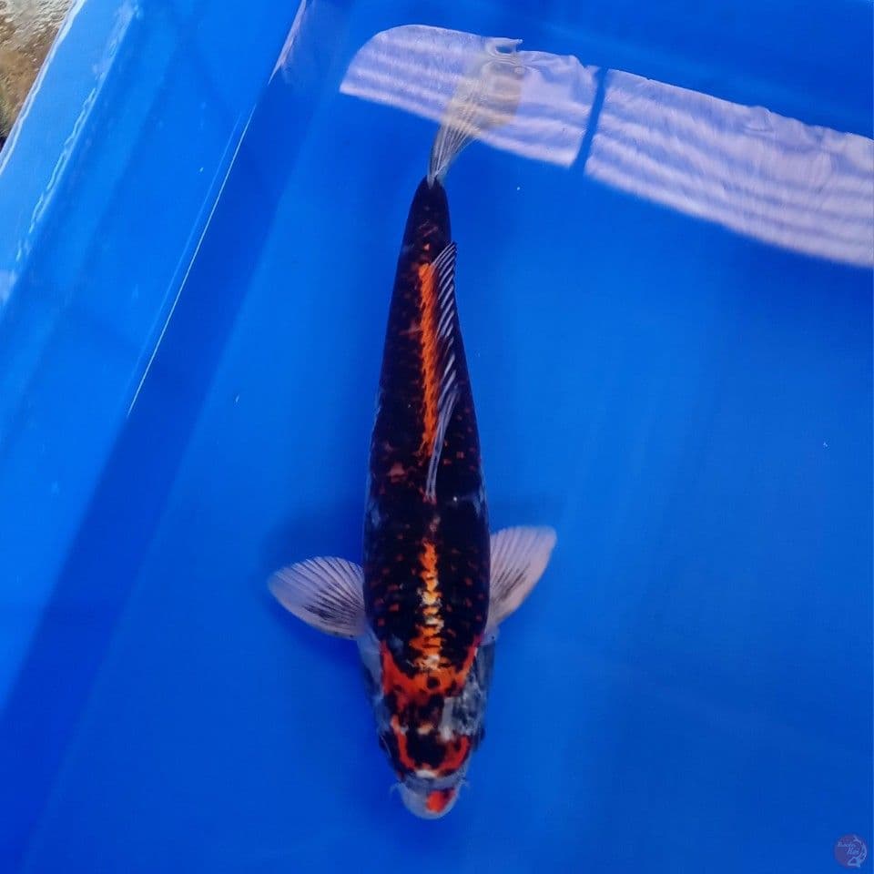 BENI GINGGA MALE 35CM