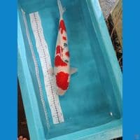 SANKE FEMALE 46 CM