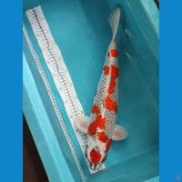 KUJAKU 48 CM MALE