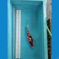 SHOWA 28CM FEMALE 
