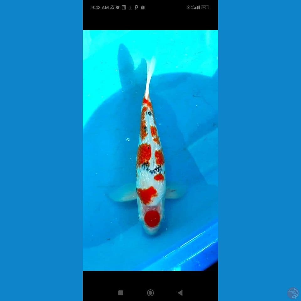 Maruten Sanke 42 cm jantan