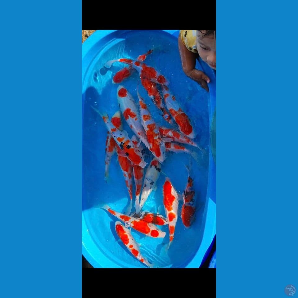 Paket 27 33 cm ( 25 cm 1 ekor ) / total 18 ekor