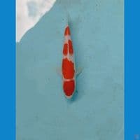 kohaku, 16 cm