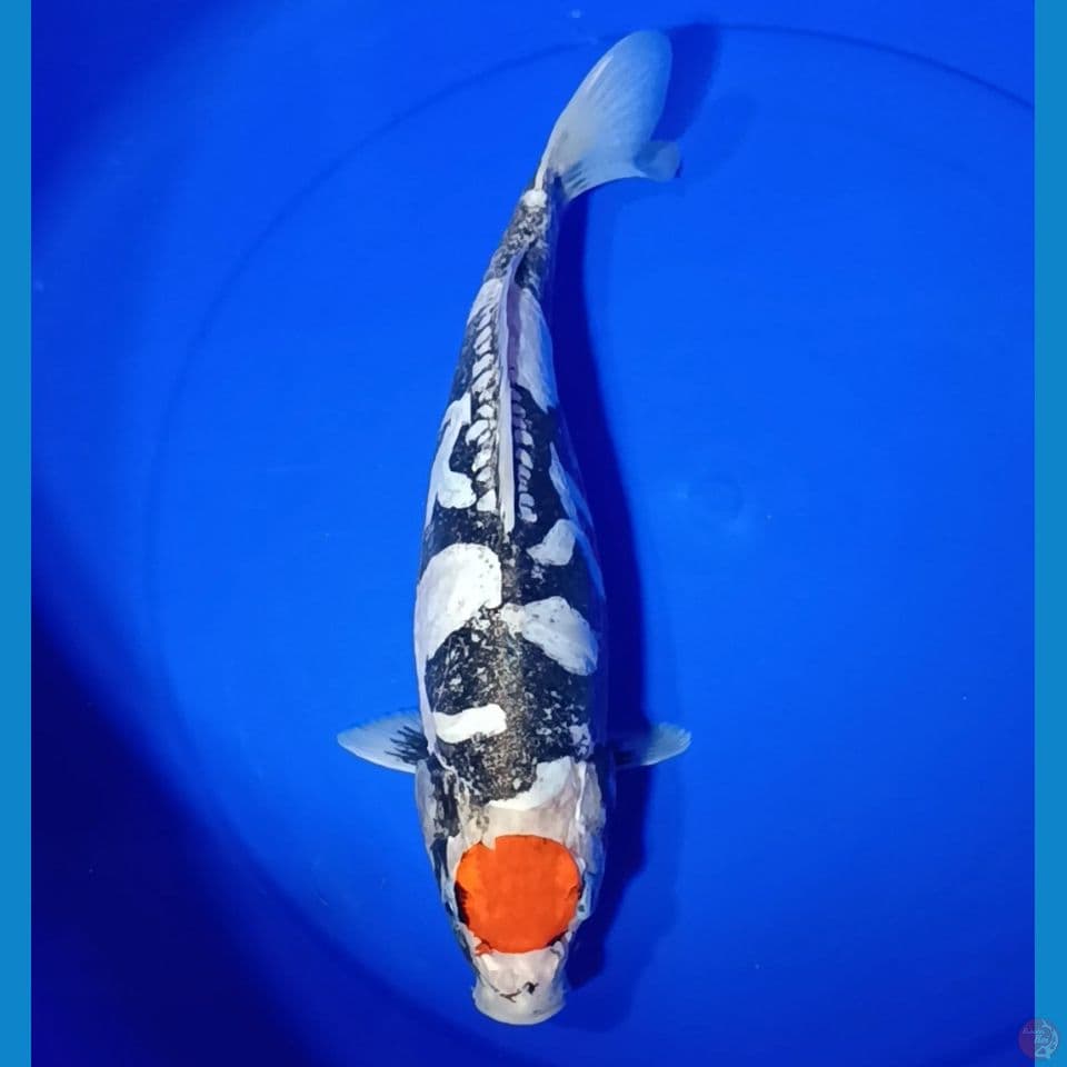 Tancho Beni Kiko 36 cm