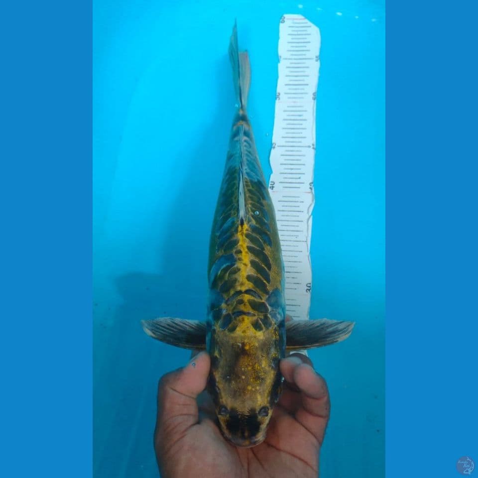 KAWARIMONO 42CM