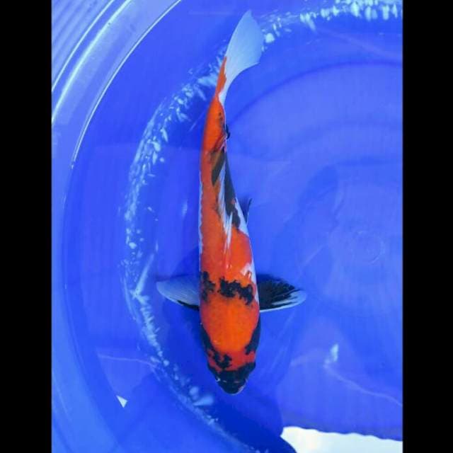 Jumbo Hi Showa Female - 41cm 