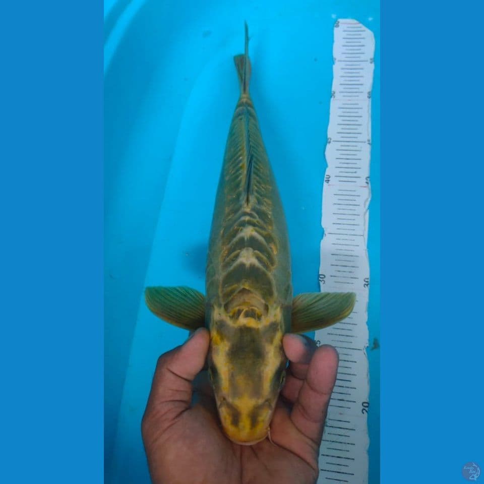 MUKASI DOITSU 41CM