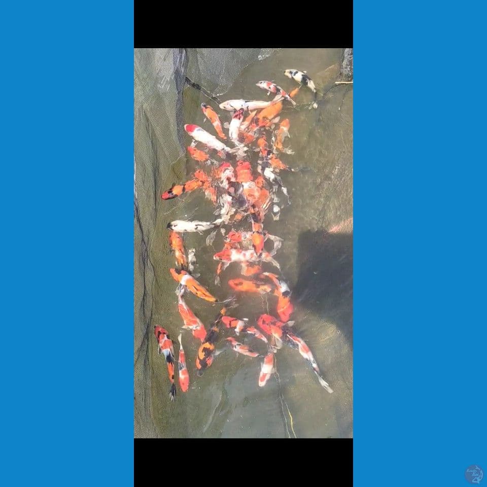 showa mix Grade A 15-25cm 50ekor