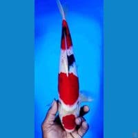 maruten showa original 