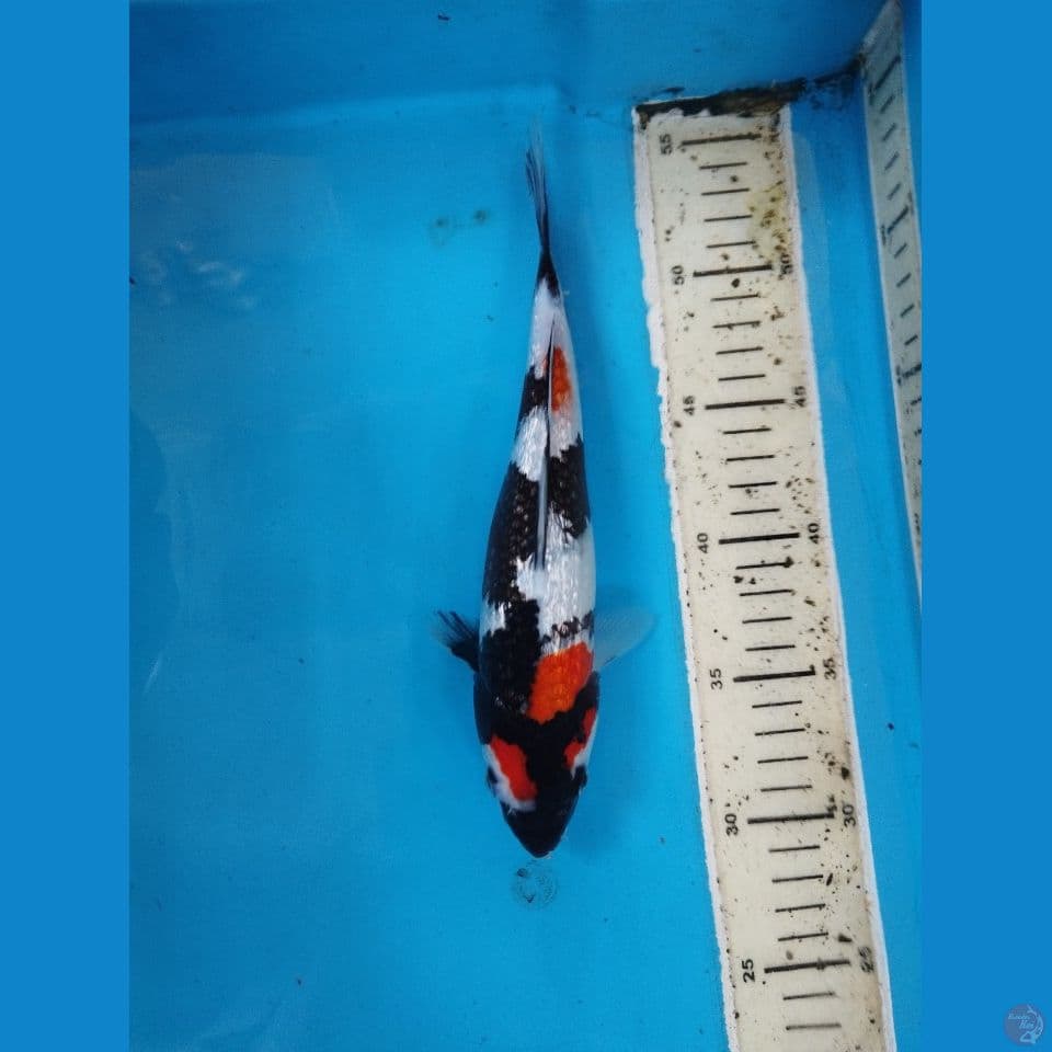 showa ginrin 25cm