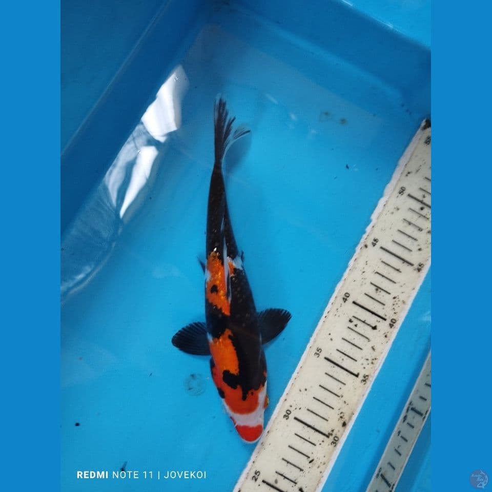 showa 25cm