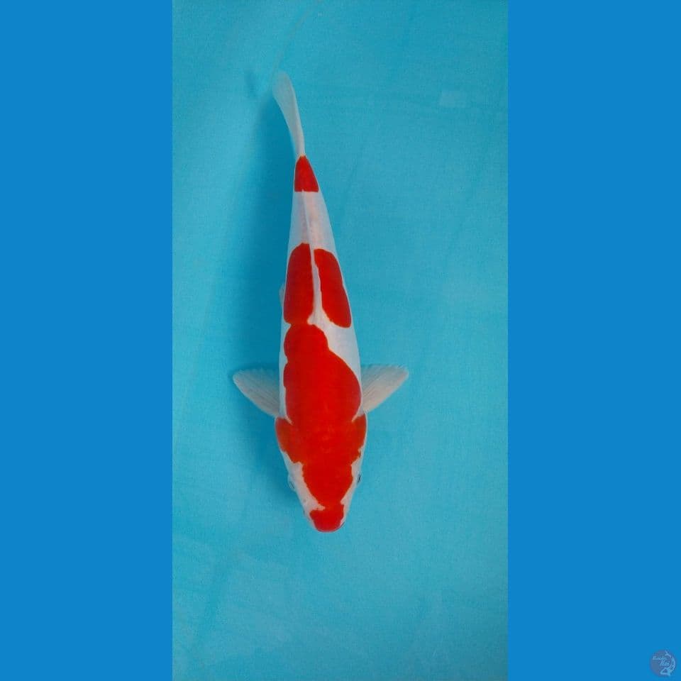 Kohaku doitsu 34Cm Jantan 
