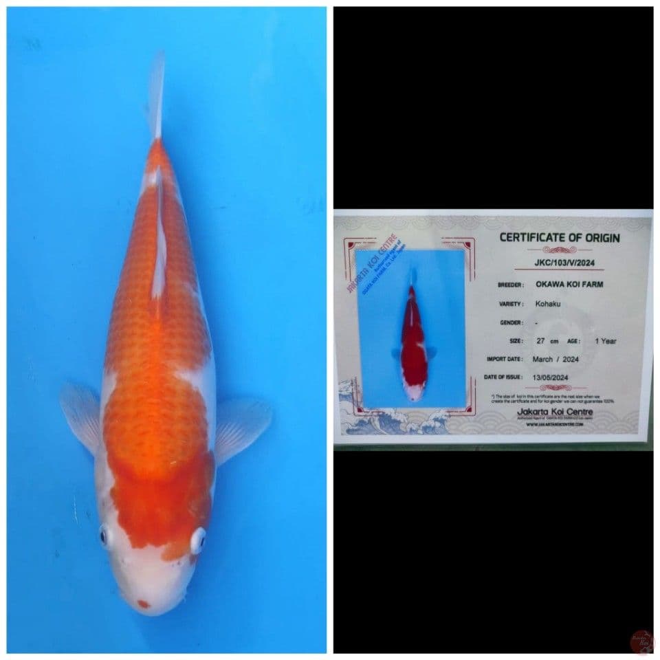 Okawa Kohaku 