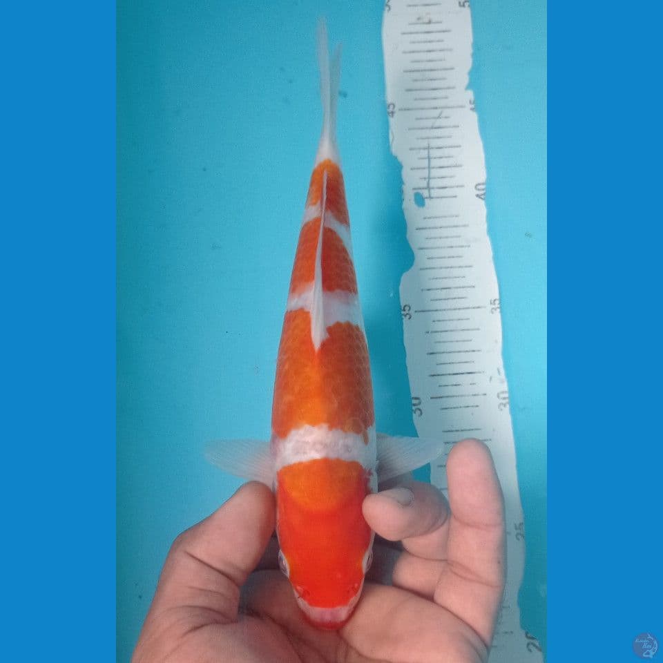 KOHAKU 23CM
