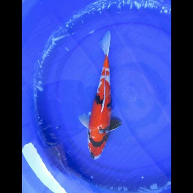 Showa Sanshoku Cantik Male - 34cm 