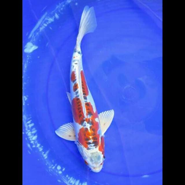 Kujaku Doitsu Male - 39cm 