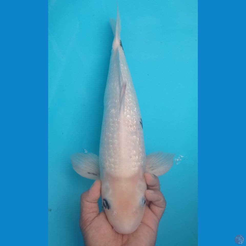 GINRIN 50CM