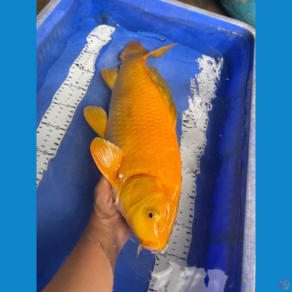 v4 ; male karashi manggo 48
