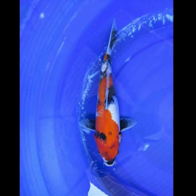 Showa Sanshoku Mutogoro Female - 35cm 