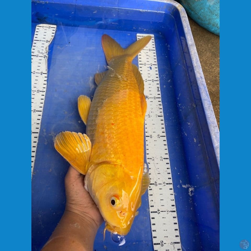 v4 ; 50bu male karashi
