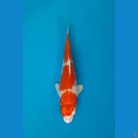 SAKURA OGON 16CM